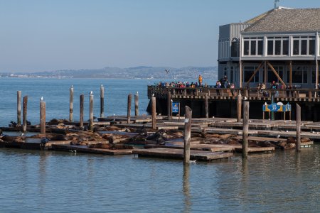 Californische zeeleeuwen bij Pier 39